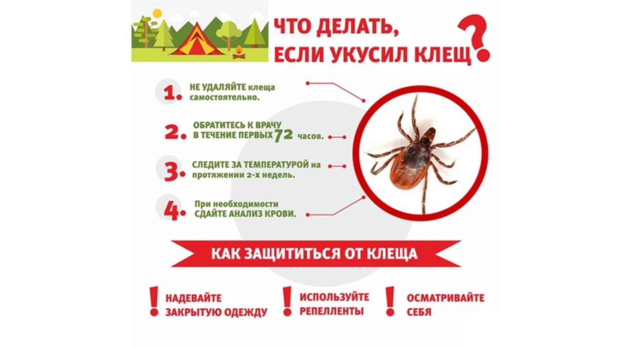 Укусил клещ что делать?